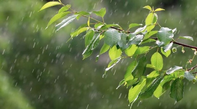 rainfall in odisha