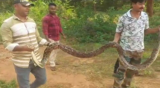 python spotted In jajpur
