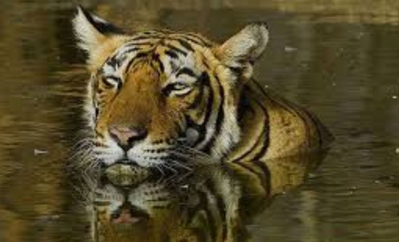 Tiger scare in Rayagada