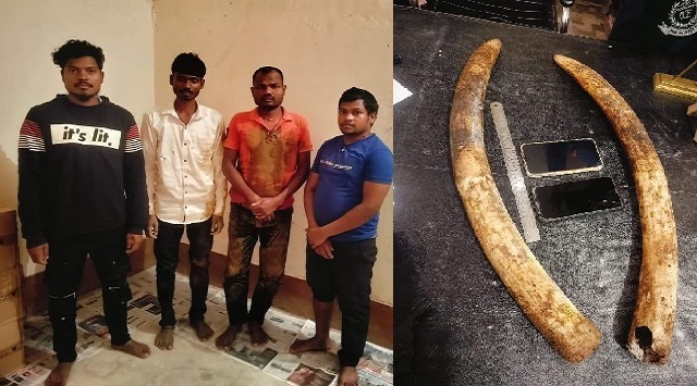 two ivory tusks seized in mayurbhanj district