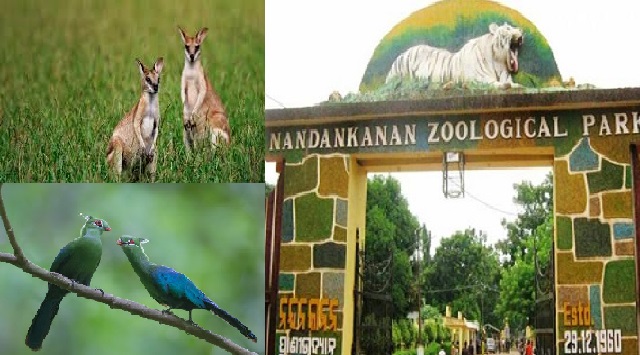 Nandankanan Zoo gets Livingstone’s Turacos