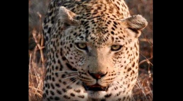 Two leopards found dead in Guwahati