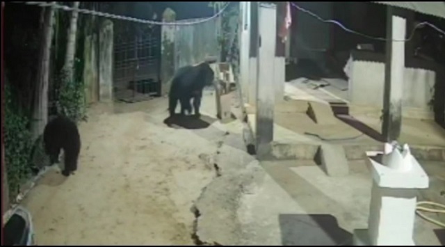 bears break into house in malkangiri