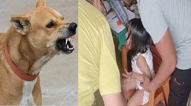 boy bitten by stray dog outside jagannath temple in puri