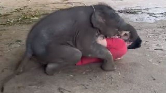 Are elephants friendly to humans