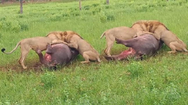 Lions eating hippo alive
