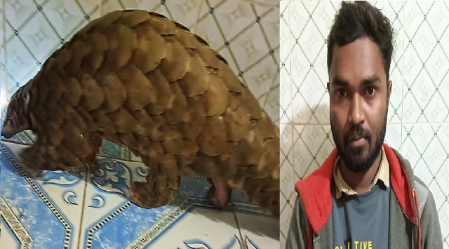 live pangolin rescued