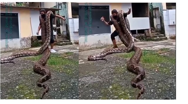 Man dances while shouldering 2 giant python