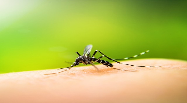 Aedes aegypti mosquitoes