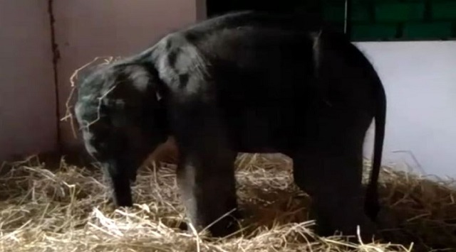 Baby elephant rescued among cattle herds sent to Nandankanan