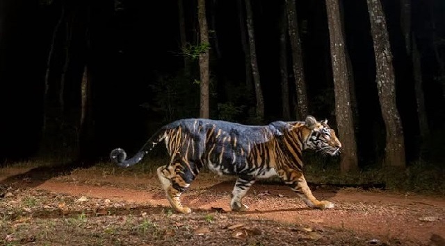 Melanistic Tiger Safari near Similipal Tiger Reserve