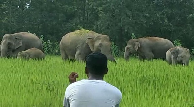 Odisha seeks 4 kumki elephants from Tamil Nadu