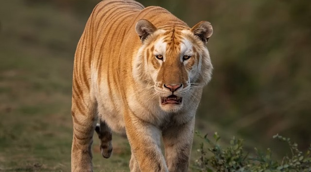 Odisha: Tiger census report