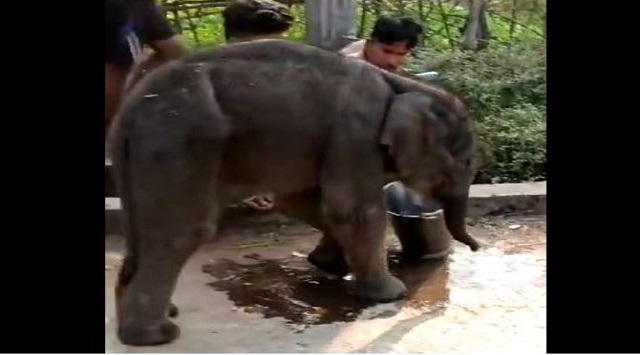 baby elephant reaches village with cattle herds