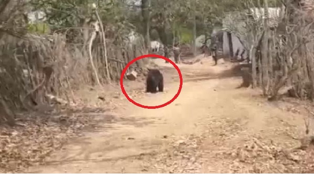 Bear spotted in Nuapada