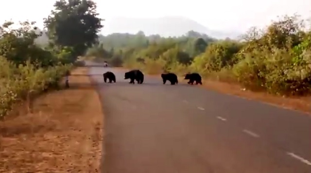 bears spotted in odisha