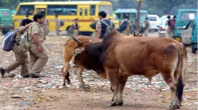 bull attack in odisha