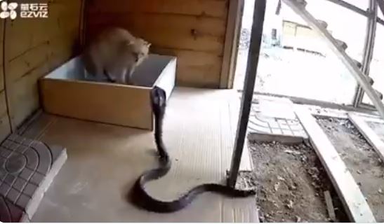 Cat defends itself from attacking Cobra