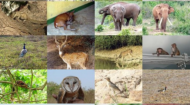 chandaka wildlife sanctuary to open at night
