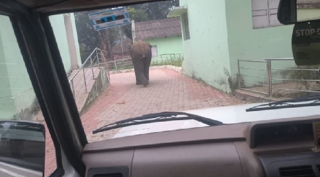 elephant in baripada