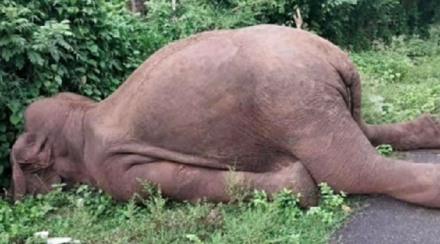 Wild elephant electrocuted in Assam