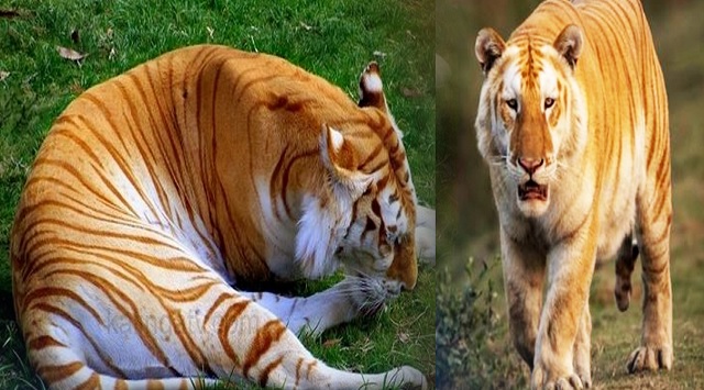 golden tiger spotted in assam