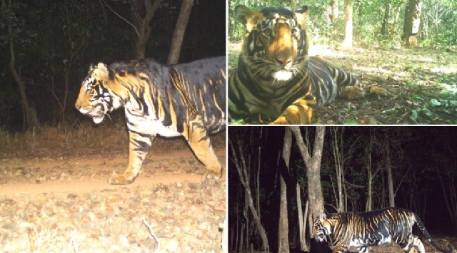 odisha black tiger safari