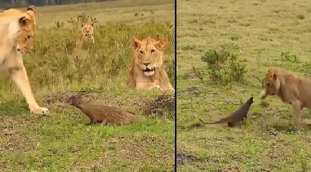 Mongoose frightening lion video