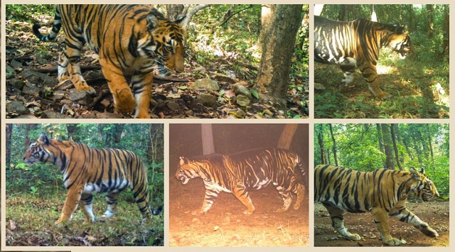 All Odisha Tiger Estimation 2023-24