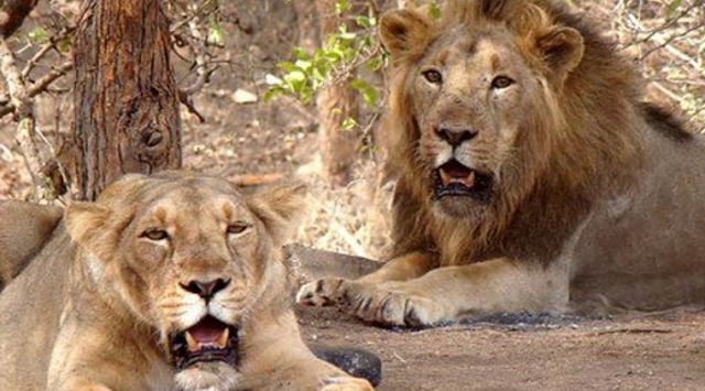 Forest officer name lion pair ‘Akbar and Sita’