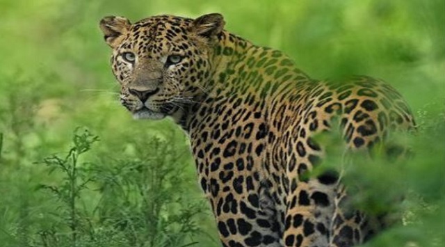 Leopard dies after falling into trap
