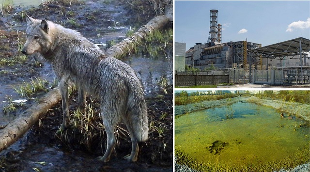 Mutant Chernobyl wolves