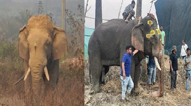 Radio Collaring of elephant in Odisha