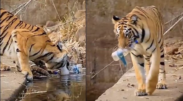 Tiger picks up plastic bottle