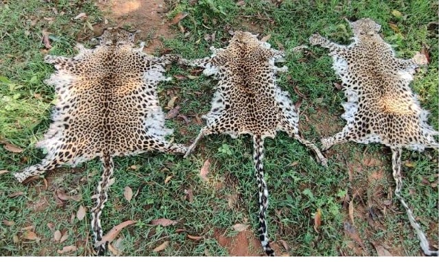 Rayagada: Leopard skin smugglers awarded 3 years RI