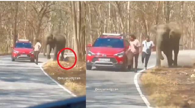 Bandipur elephant attack video