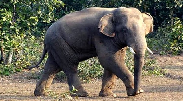 elephant attack in Banki