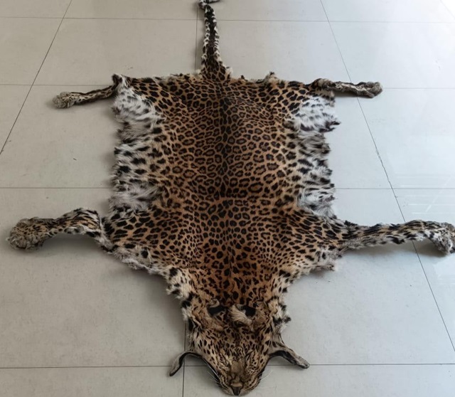 leopard skin seized in kandhamal