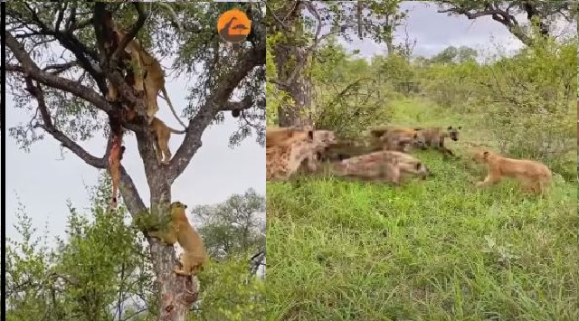 Lion cub vs hyena