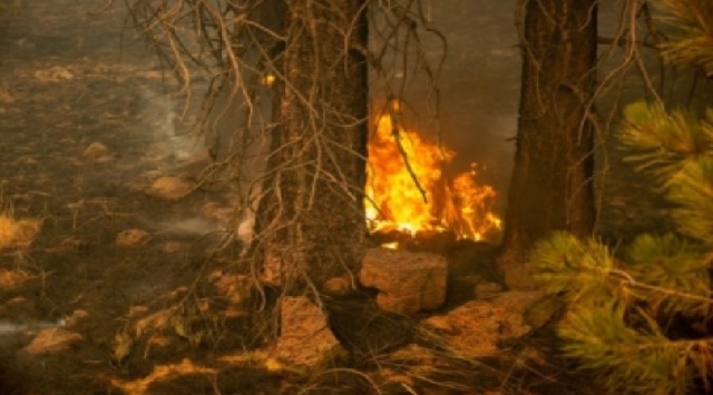 uttar pradesh forest fire