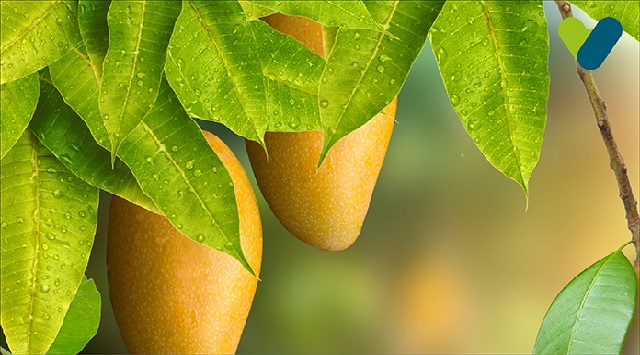 mango leaves health benefits
