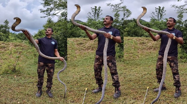 man’s encounter with king cobra