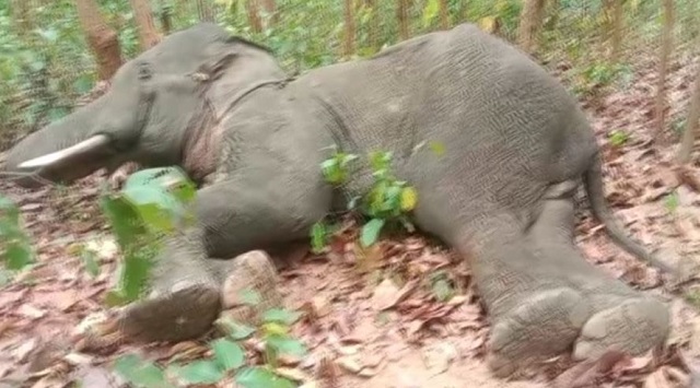 Elephant carcass found in Ganjam