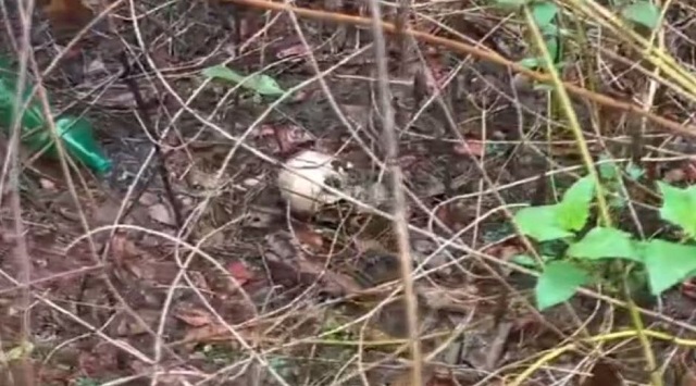 Human skeleton spotted in cashew garden in cuttack