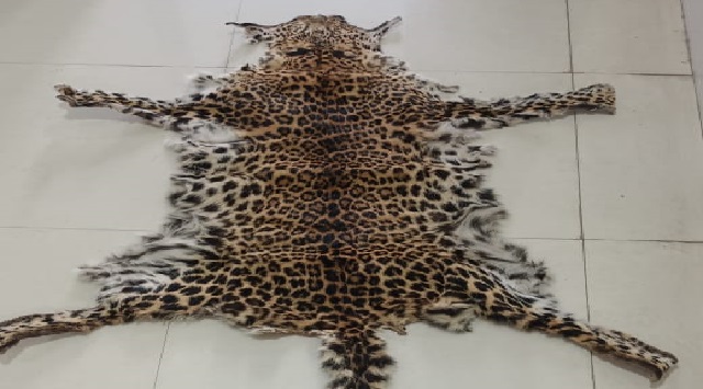 Leopard skin seized in Kandhamal