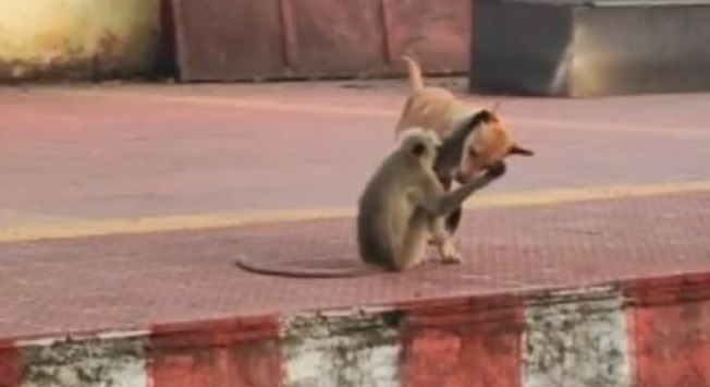 Monkey dog friendship video