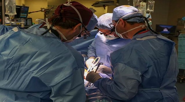 pig kidney to human transplant