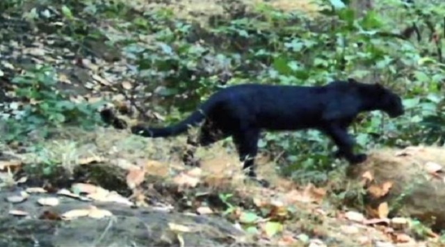 black panther in sundargarh