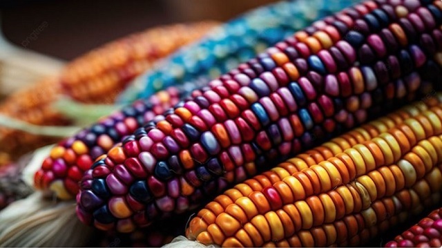 colourful corn