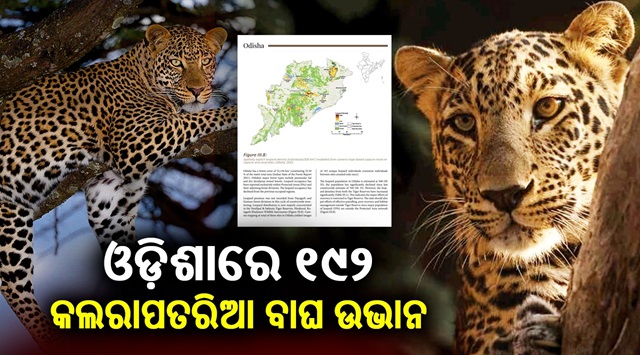 leopard population in Odisha